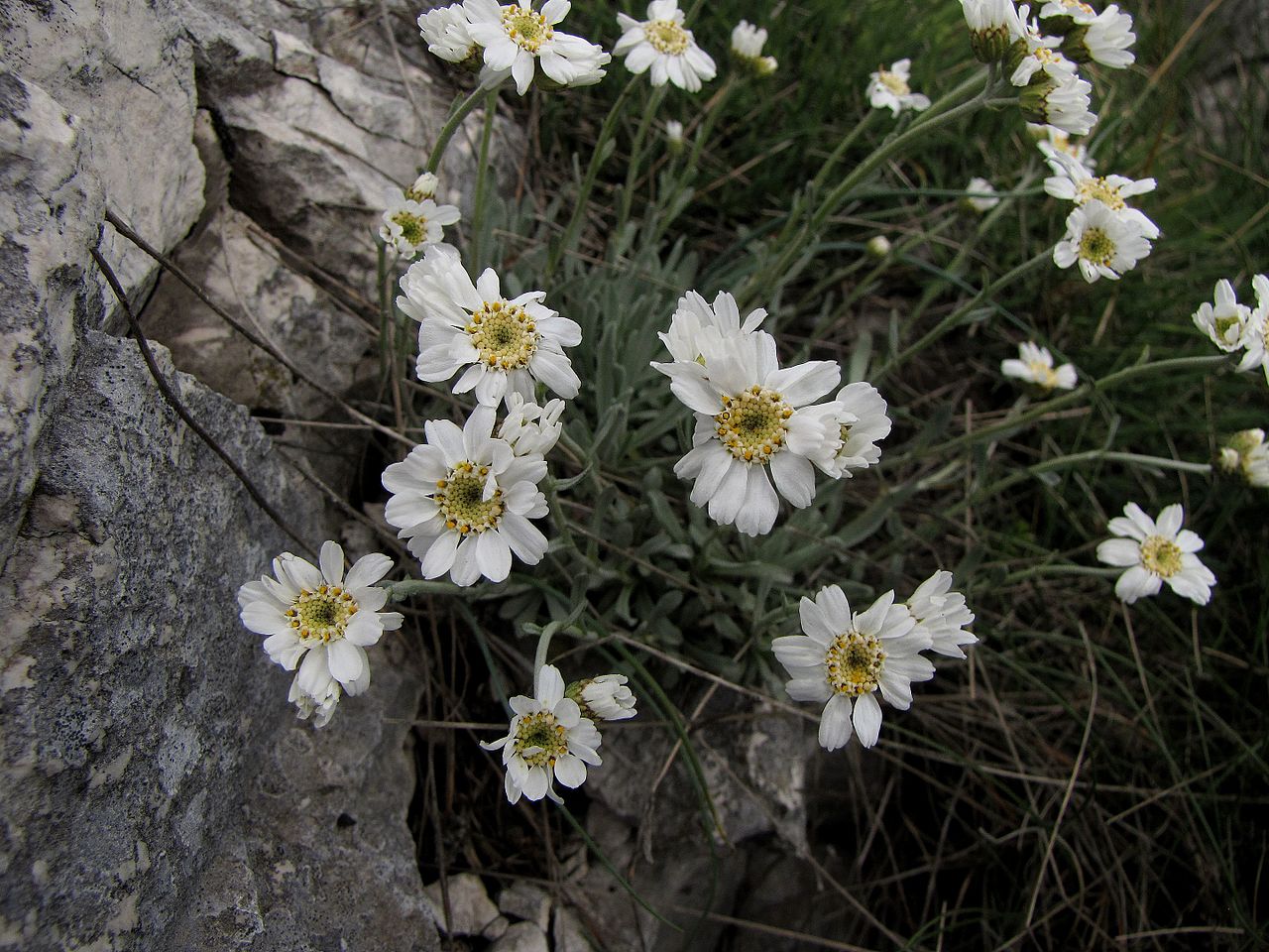 Achillea serbica