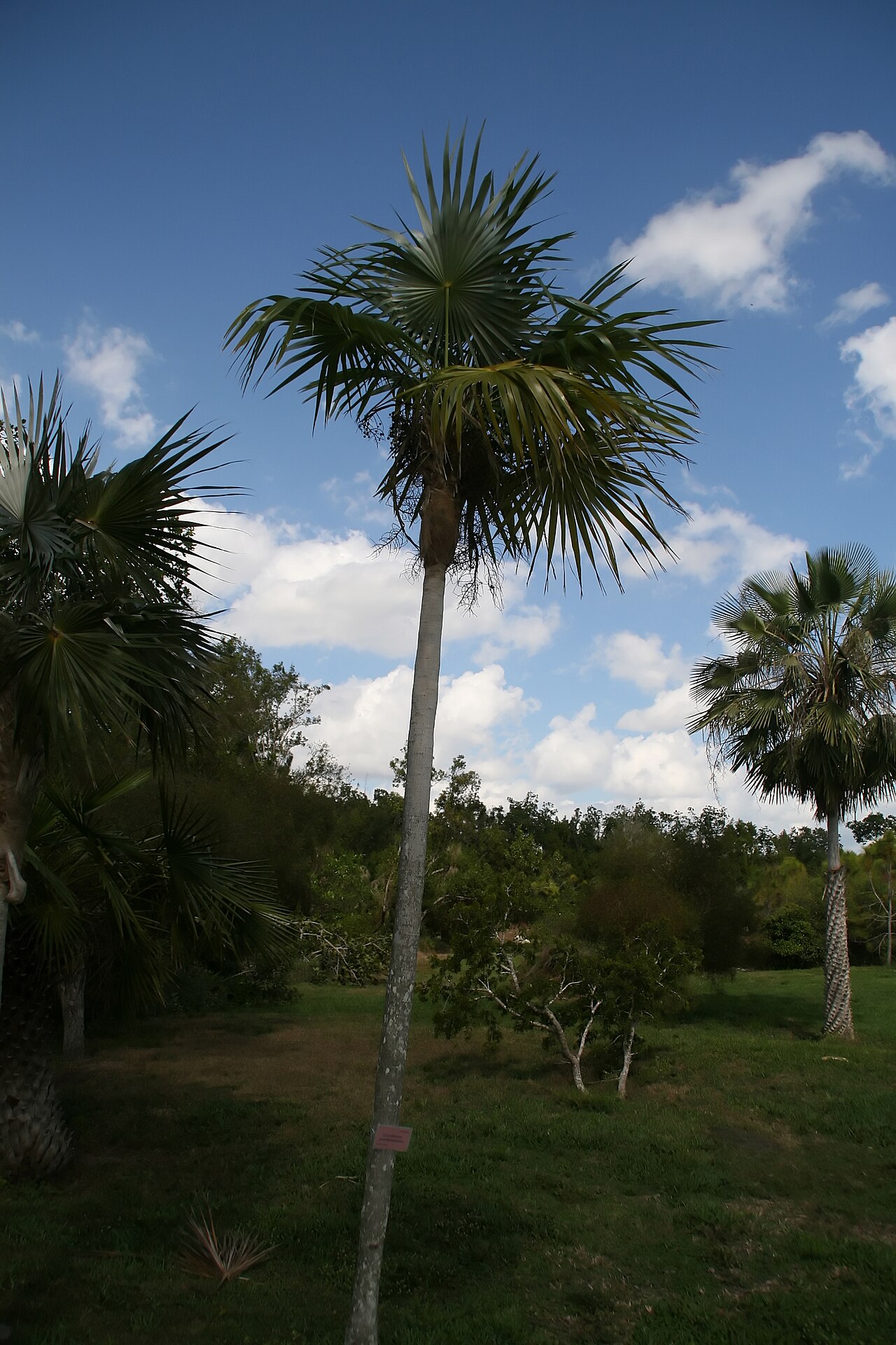 Coccothrinax guantanamensis