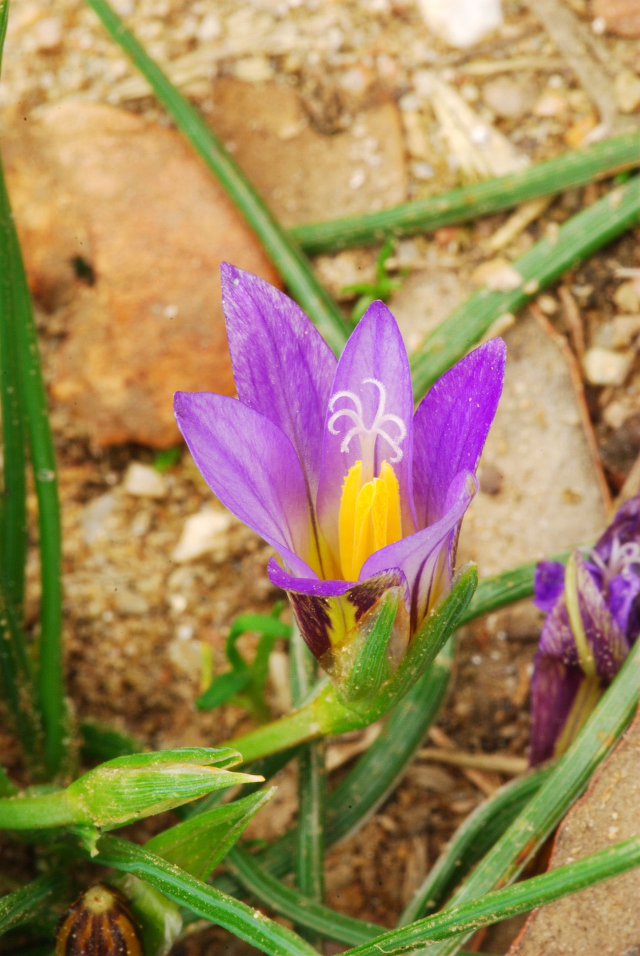 Romulea variegata