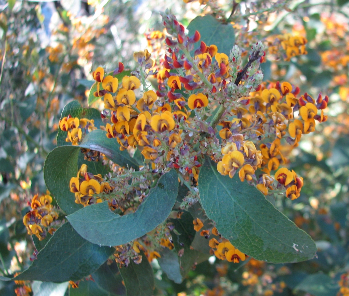 Daviesia latifolia