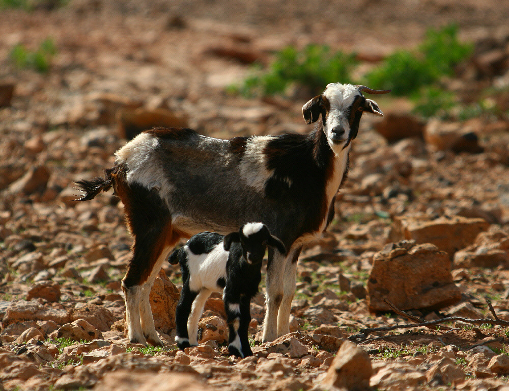 Majorera