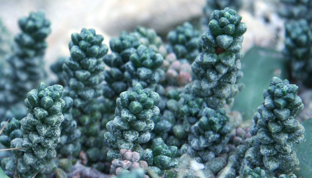 Sedum furfuraceum