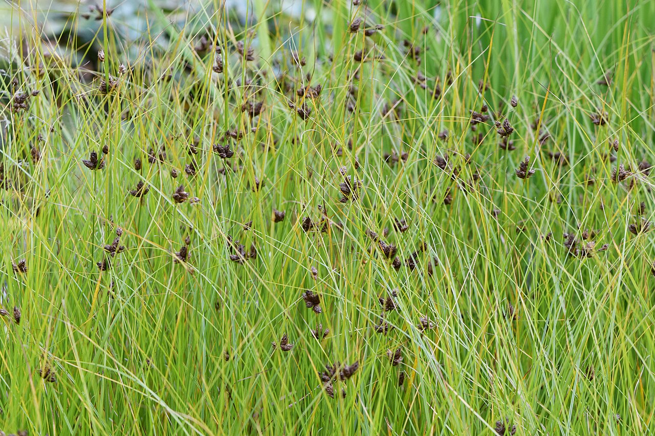 Bolboschoenus maritimus