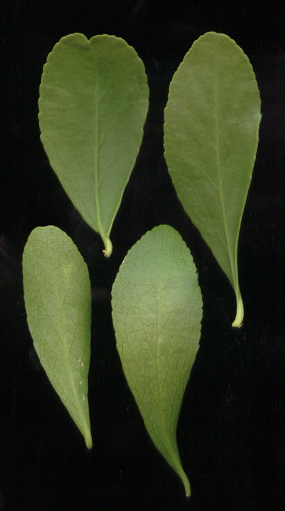 Gymnosporia heterophylla