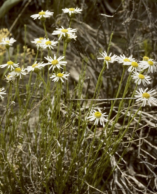 Erigeron rhizomatus