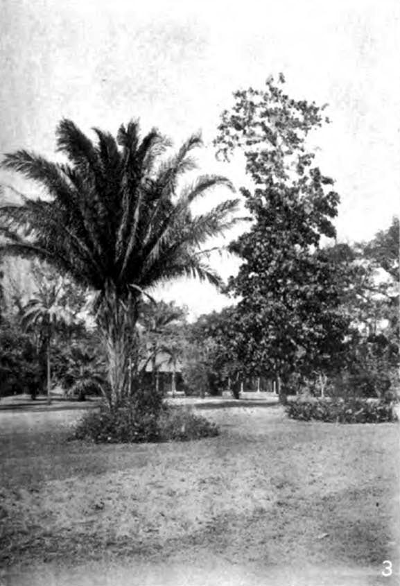 Cohune palm