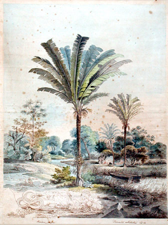 Manicaria saccifera