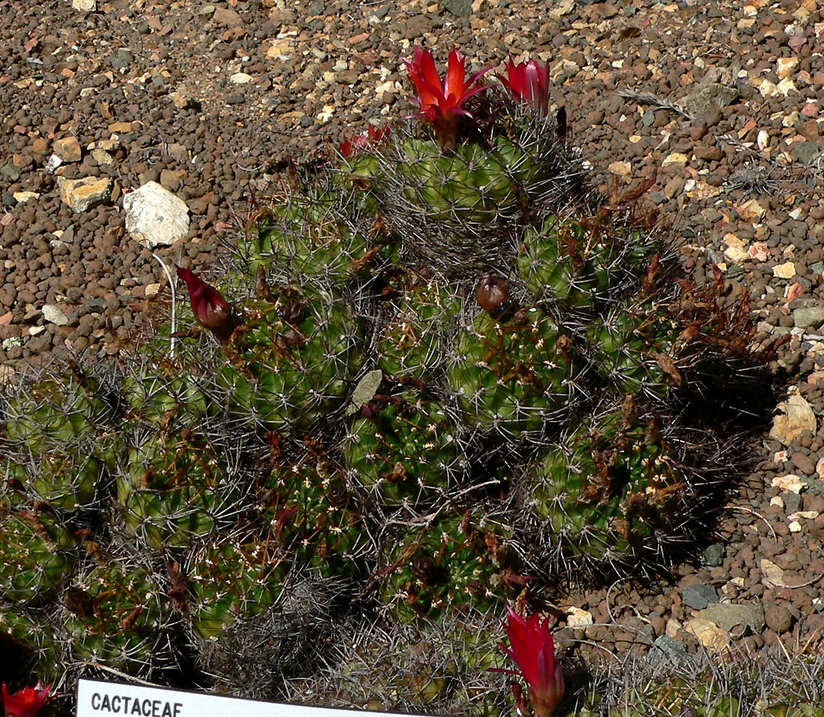 Echinopsis hertrichiana