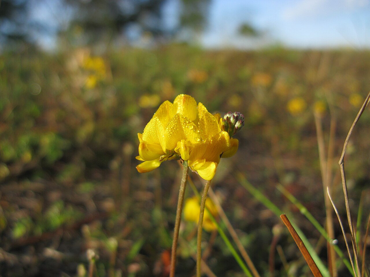 Listia bainesii