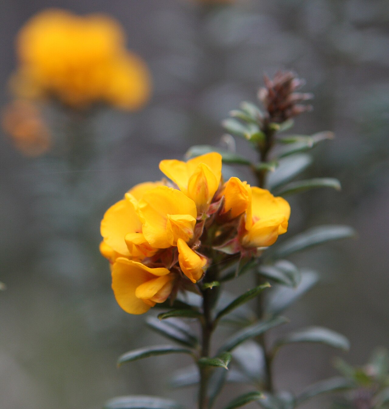 Pultenaea juniperina