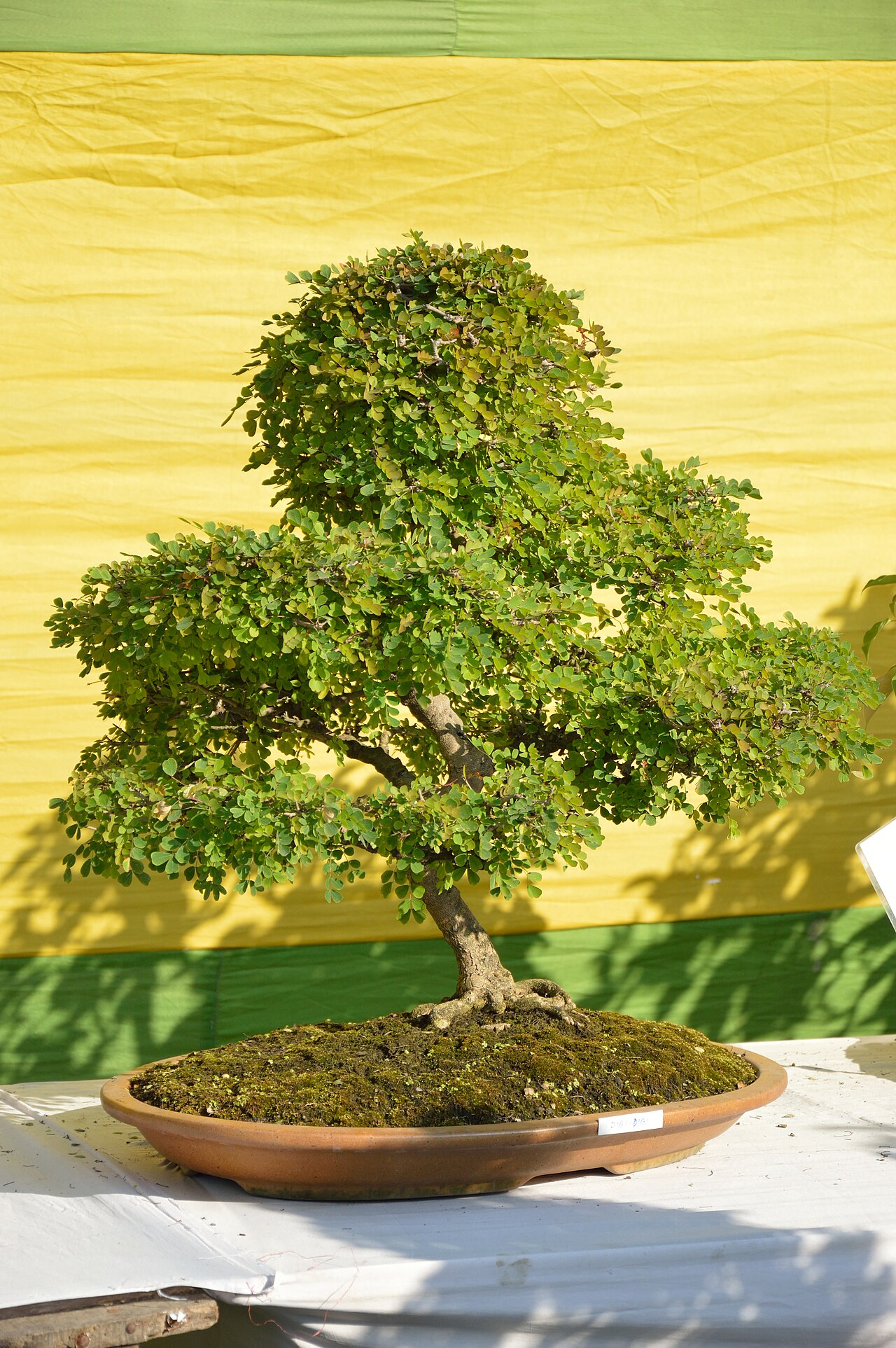 Caesalpinia coriaria