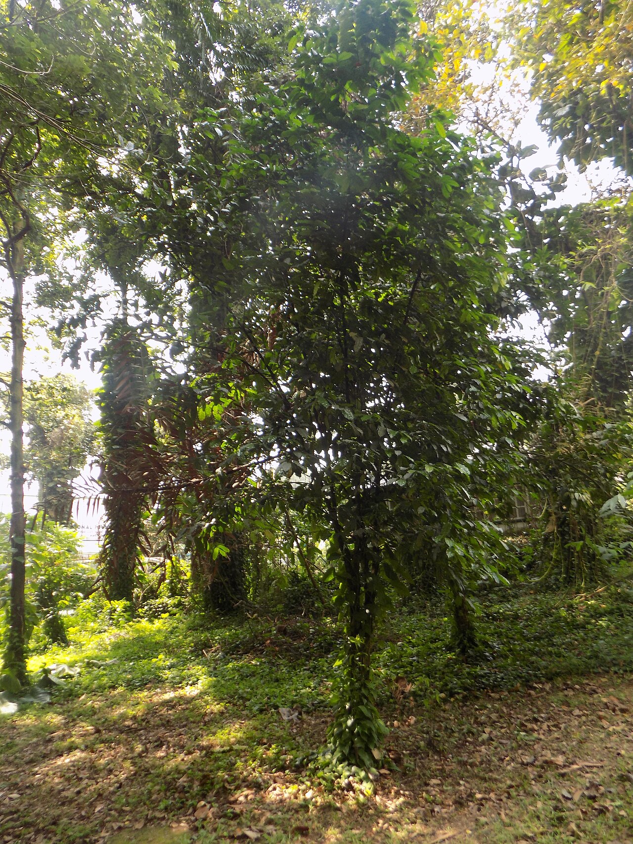 Diospyros bipindensis
