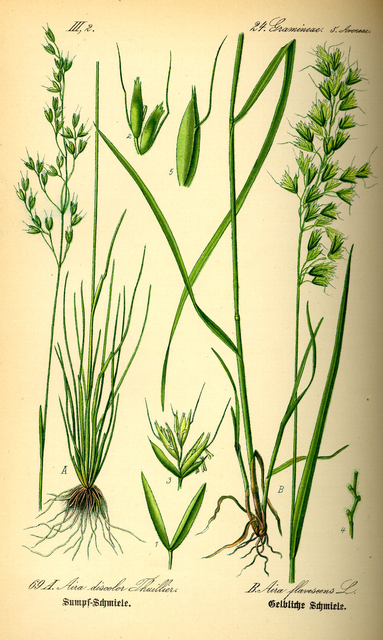 Deschampsia setacea