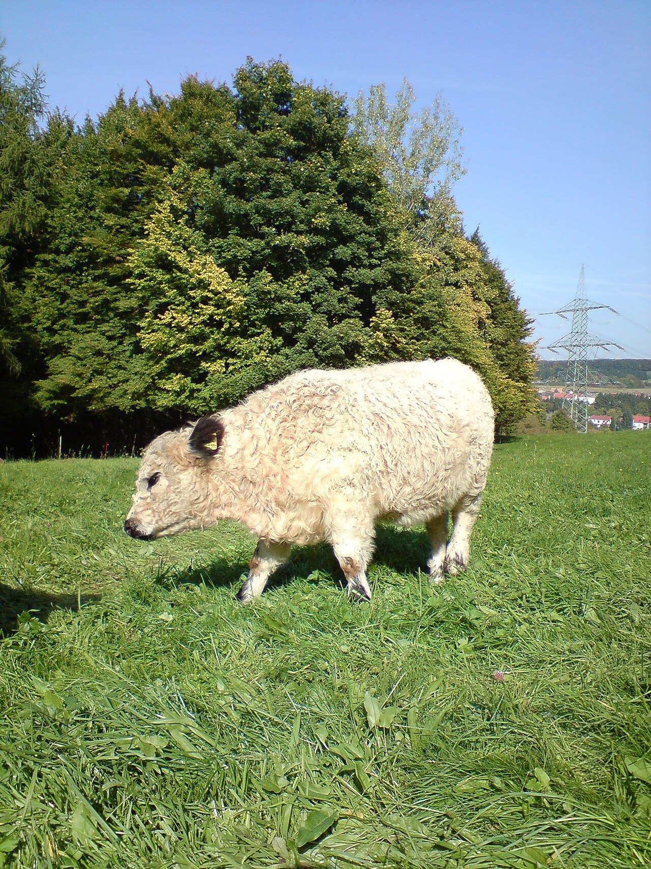 White Galloway