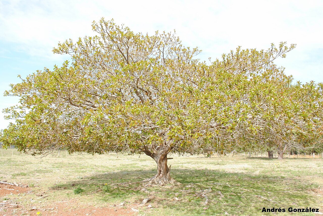 Ficus monckii