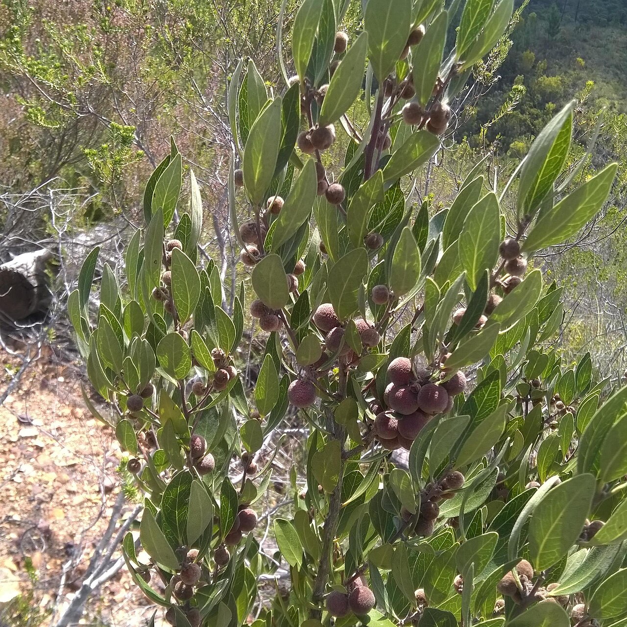 Euclea polyandra