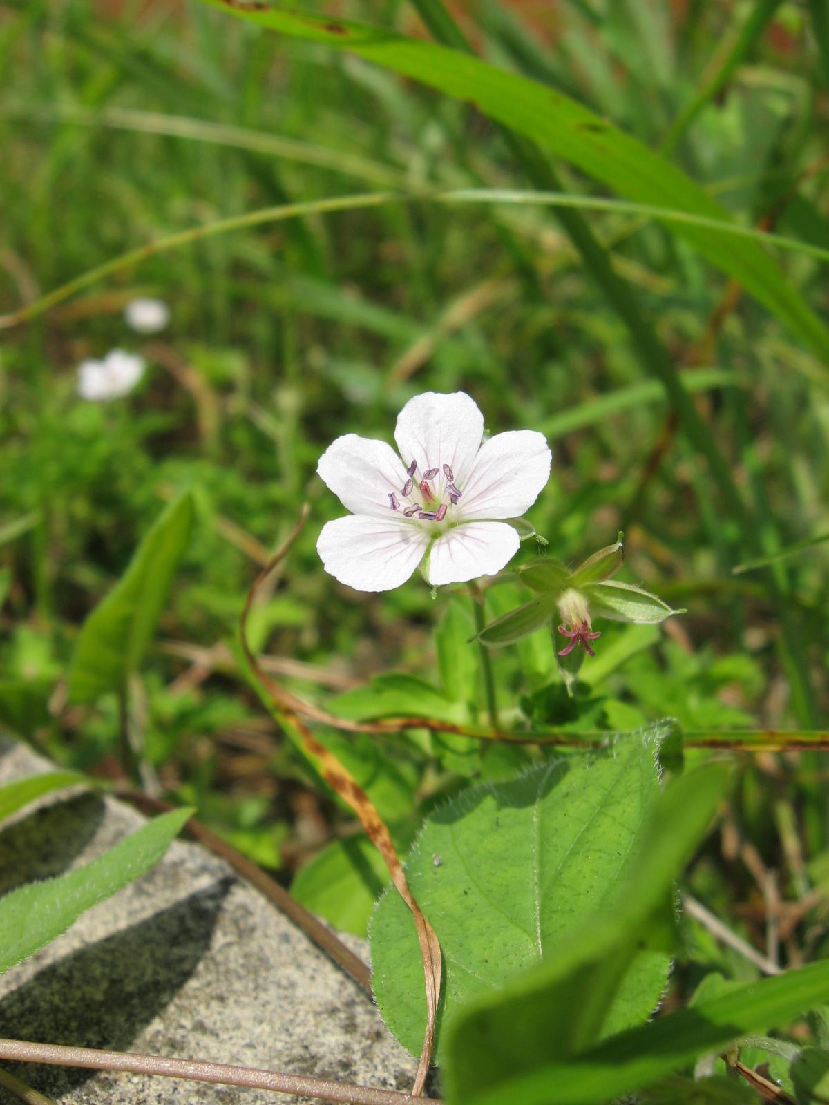 Geranium thunbergii