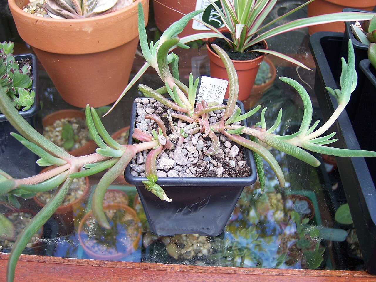 Delosperma floribundum