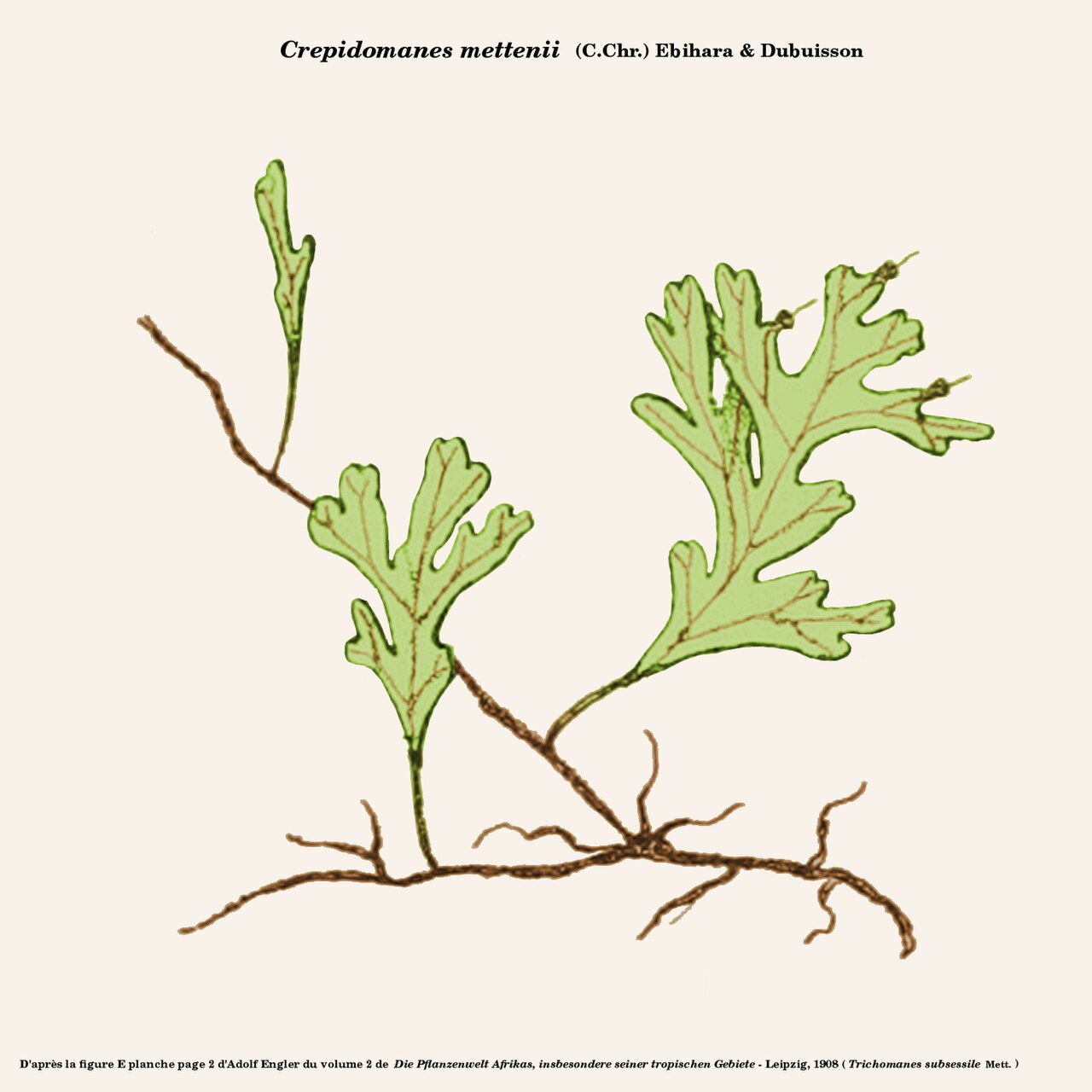 Crepidomanes mettenii
