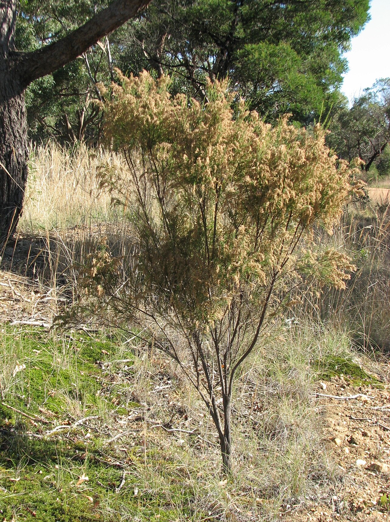 Drooping cassinia