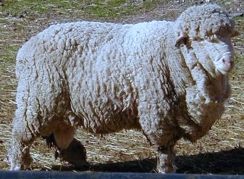 Cormo