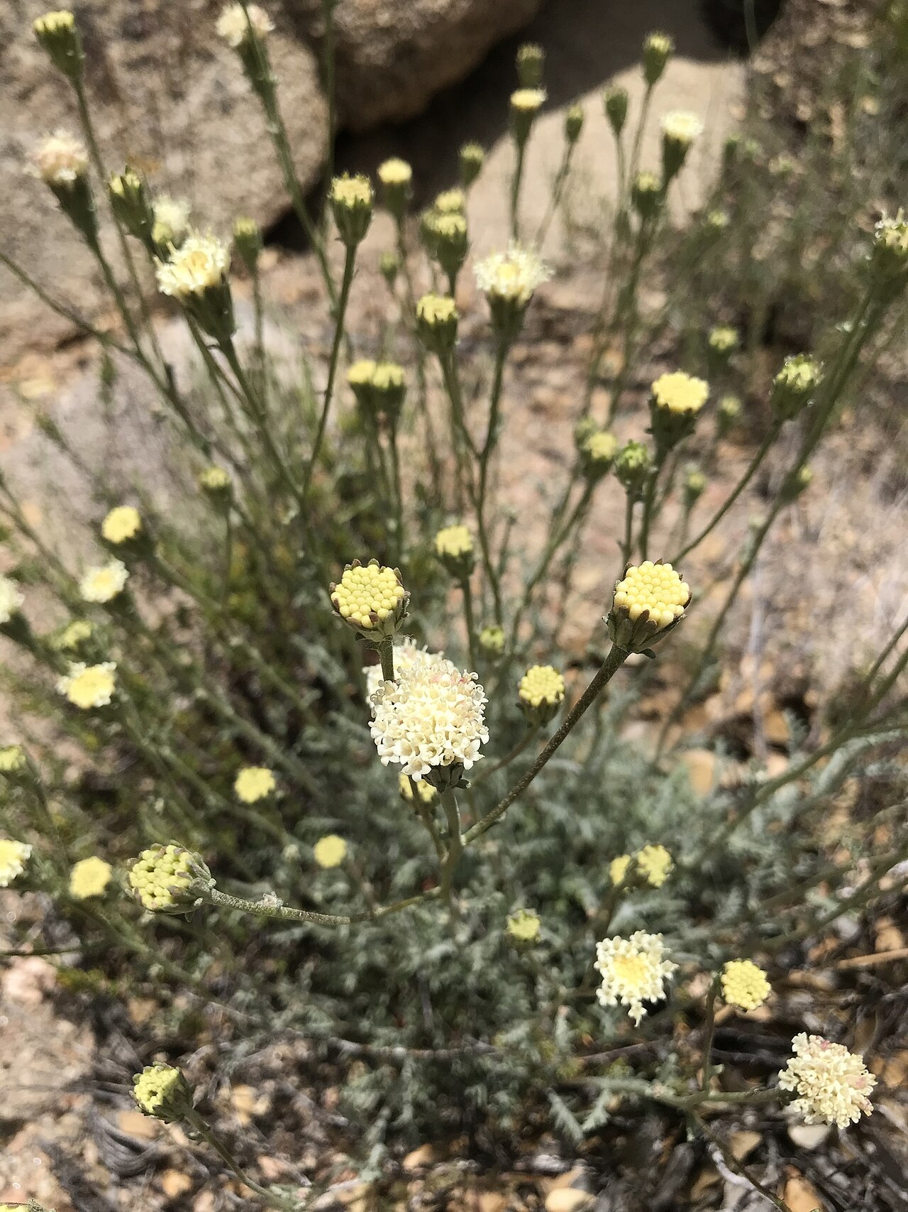 Chaenactis parishii