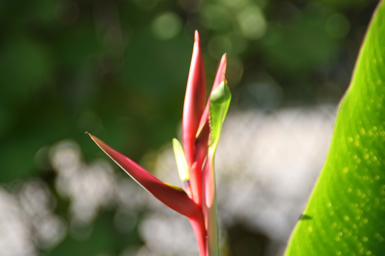 Heliconia subulata