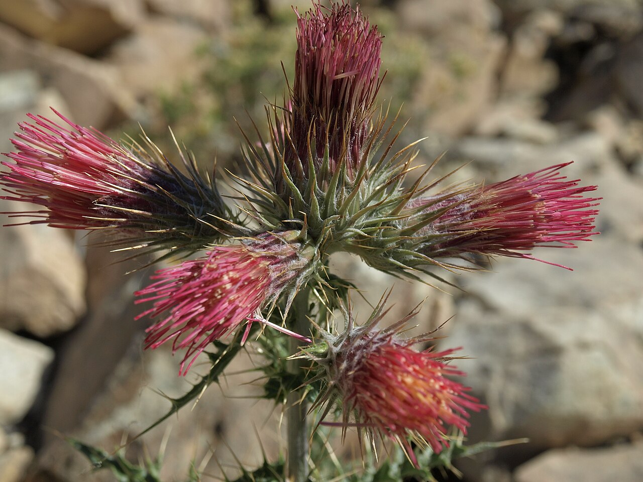 Cirsium arizonicum