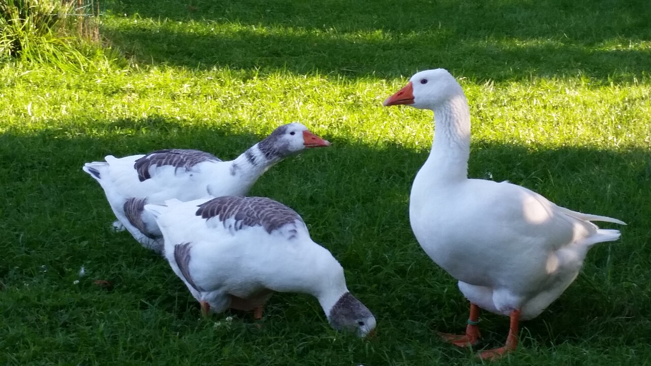 West of England Goose