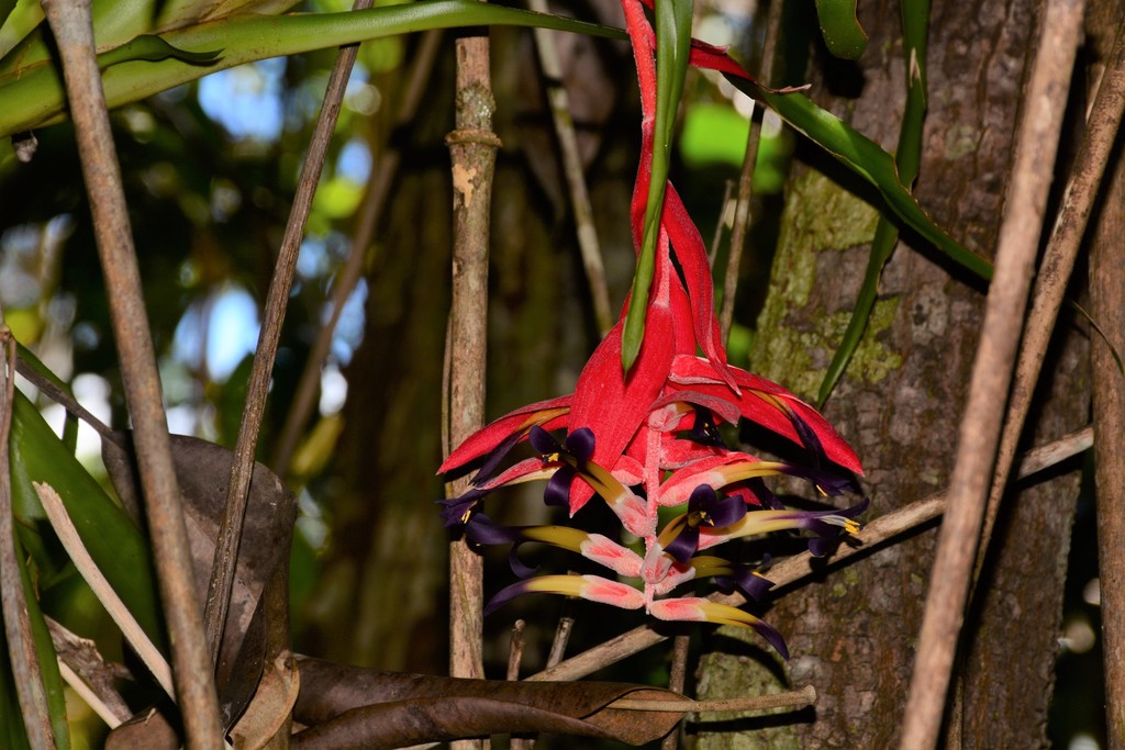 Billbergia morelii
