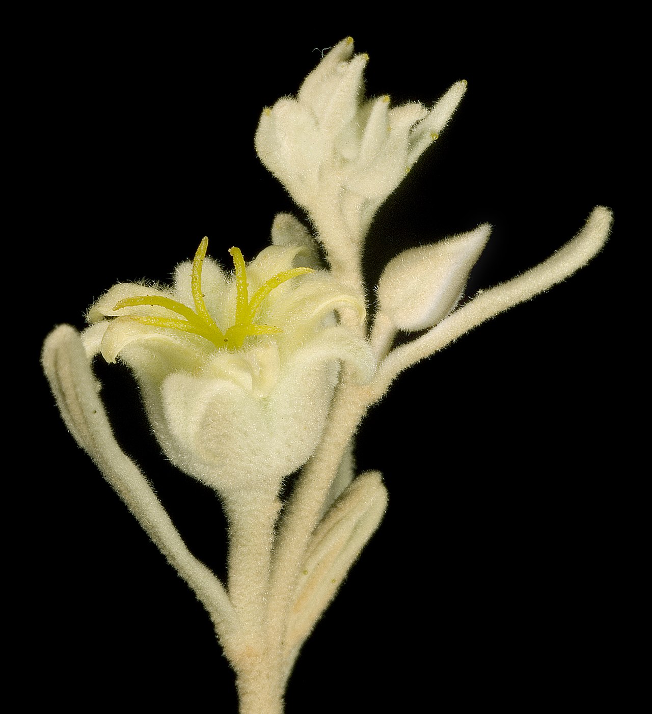 Ricinocarpos velutinus