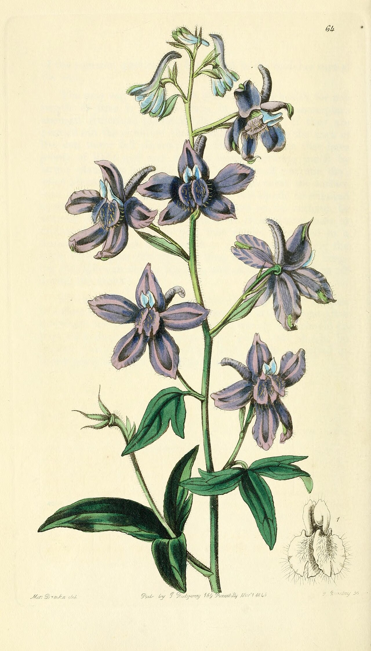 Delphinium decorum