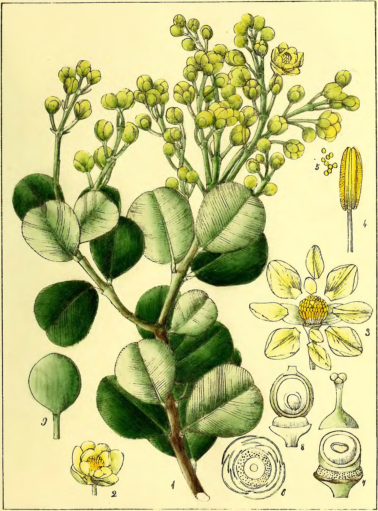 Calophyllum walkeri
