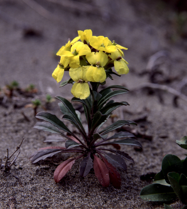 Erysimum menziesii