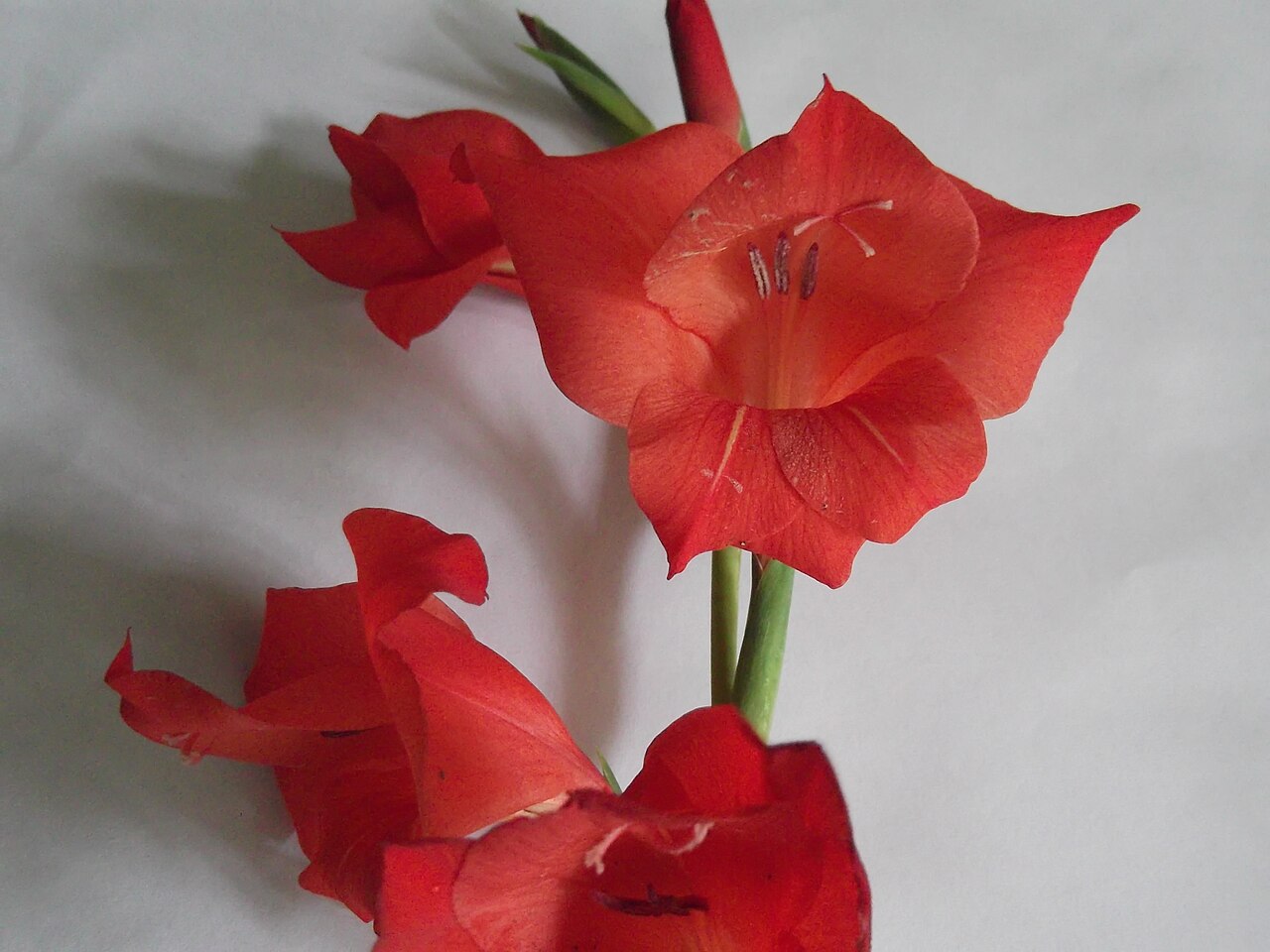Gladiolus gandavensis