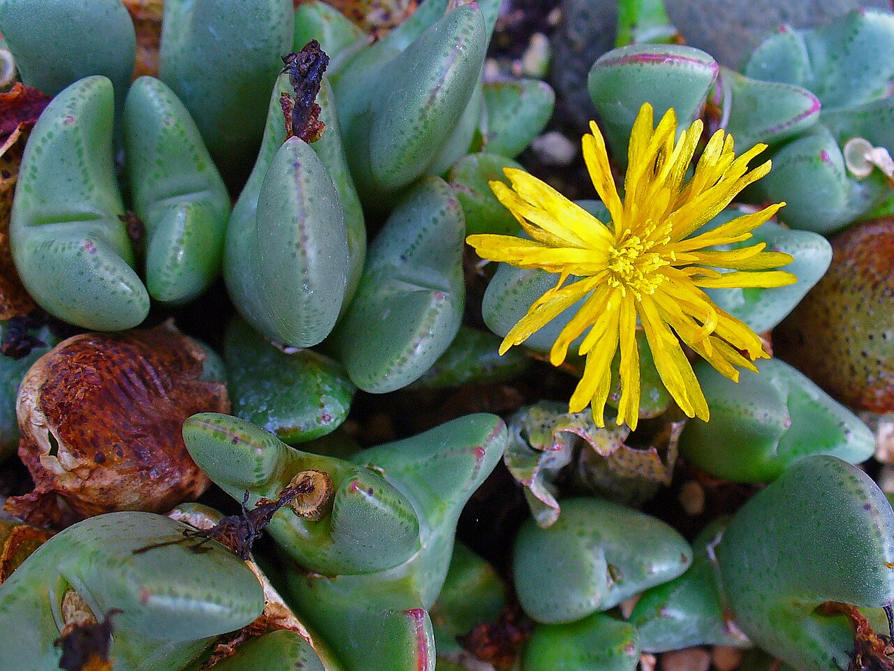 Conophytum obscurum