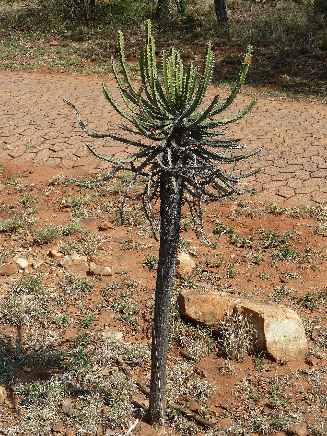 Euphorbia sekukuniensis