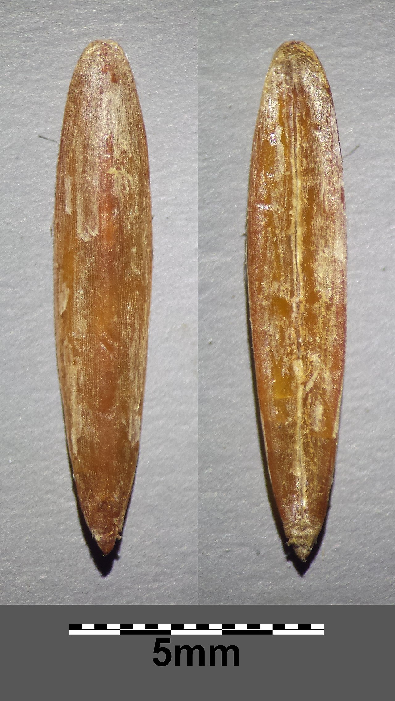 Bromus benekenii