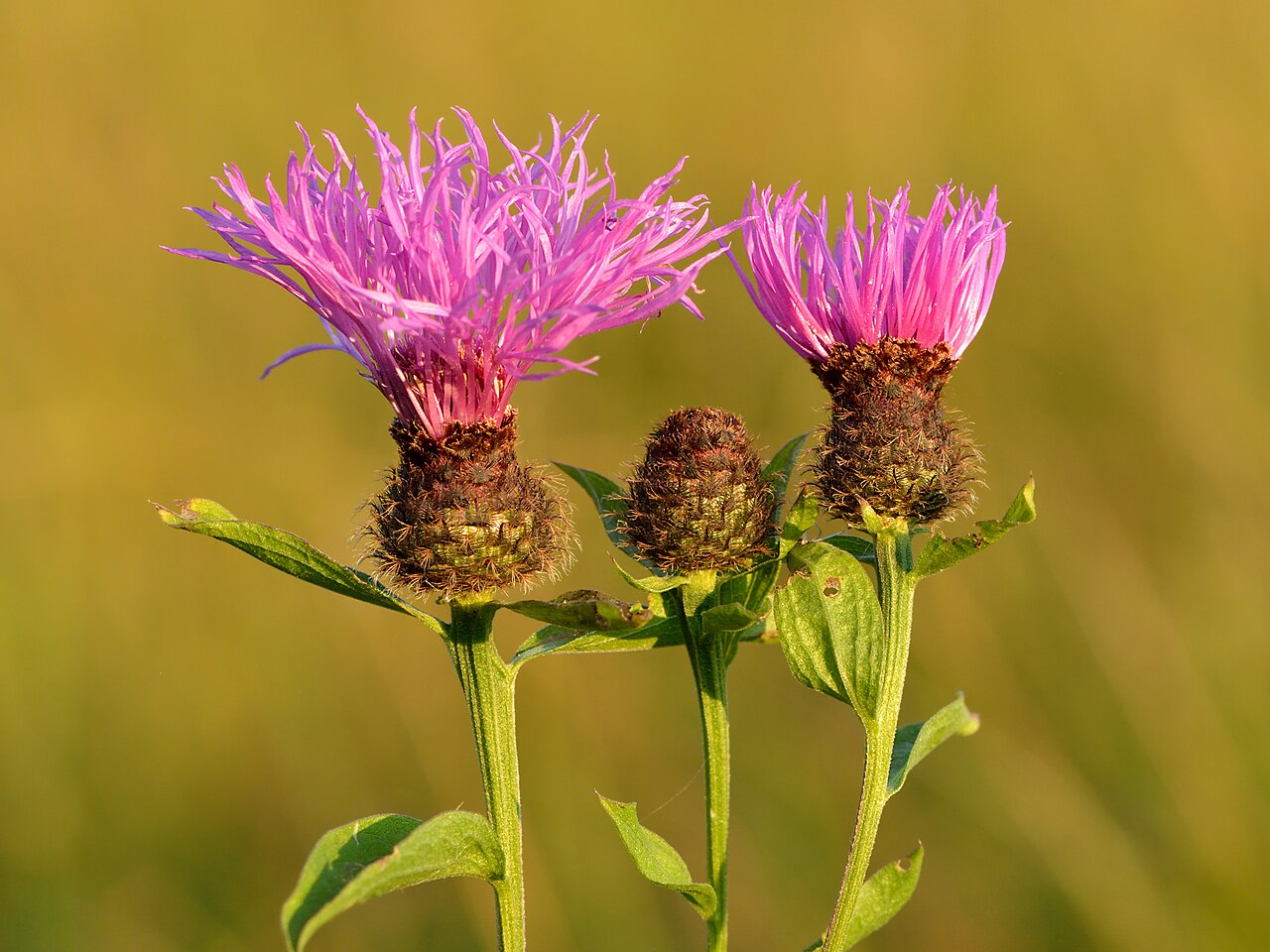 Centaurea phrygia