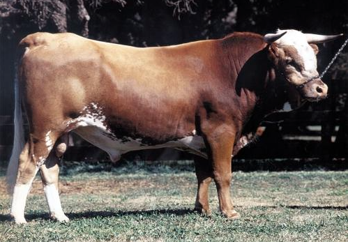 Argentine Criollo