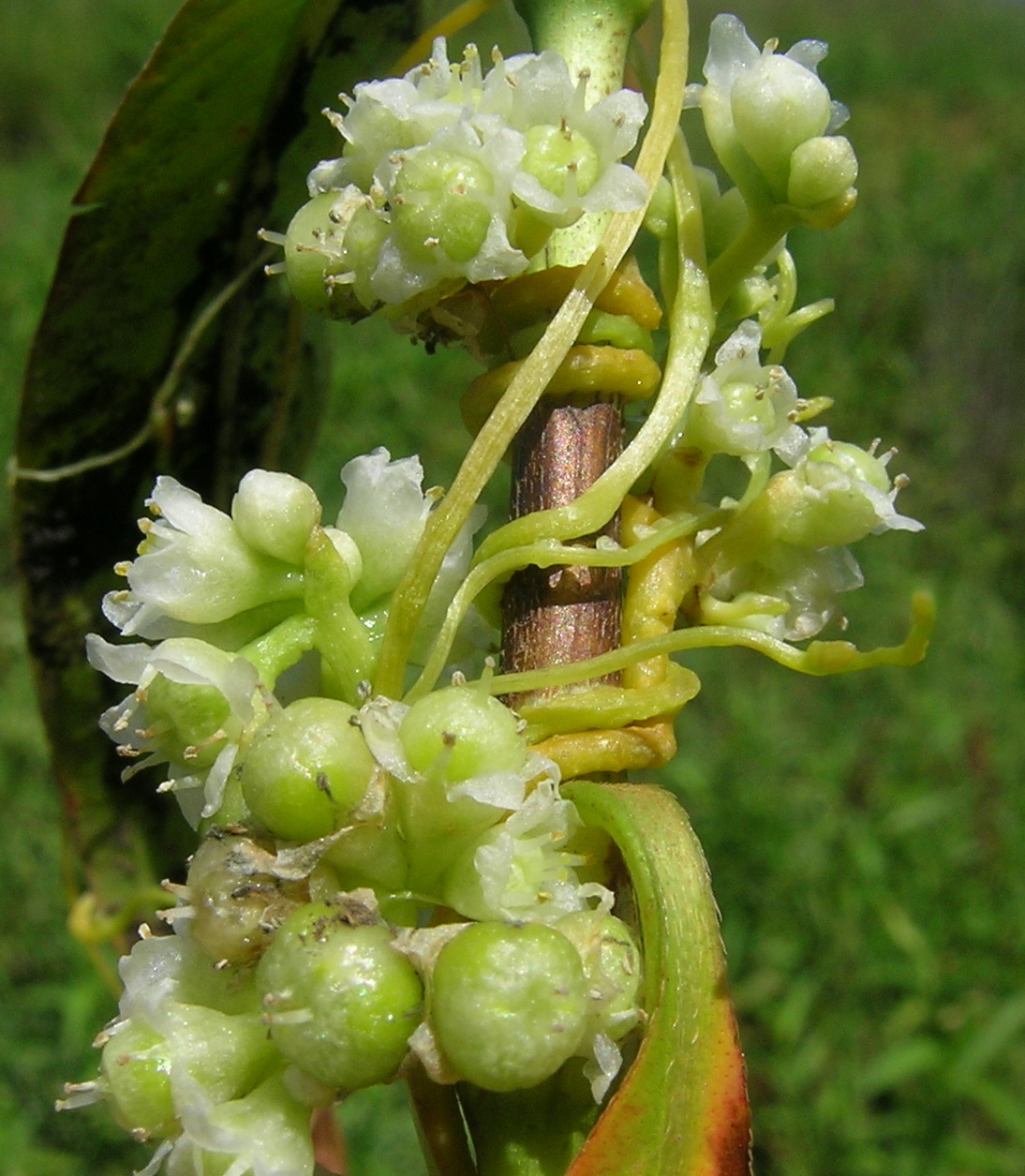 Cuscuta australis