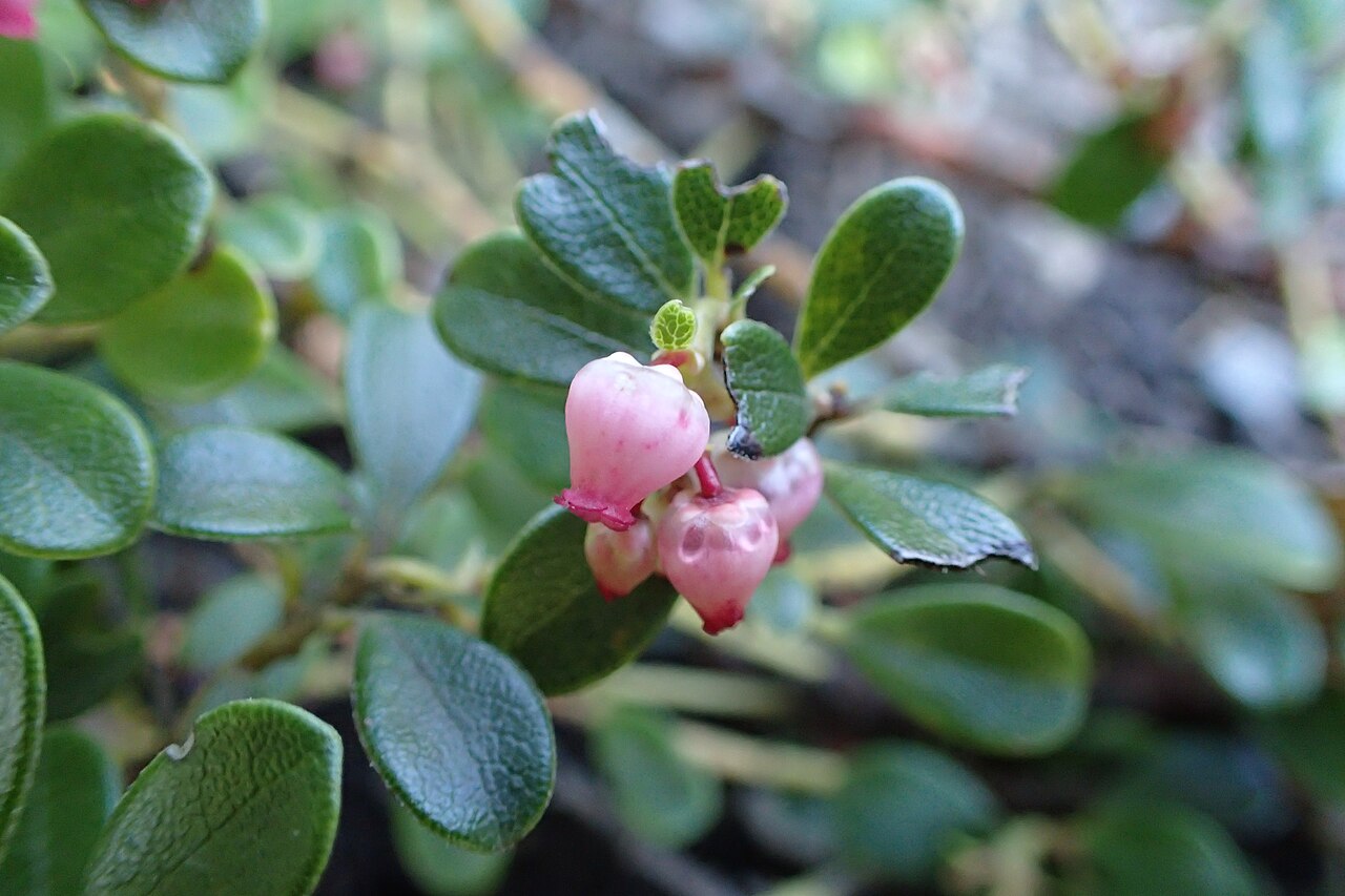Arctostaphylos nevadensis
