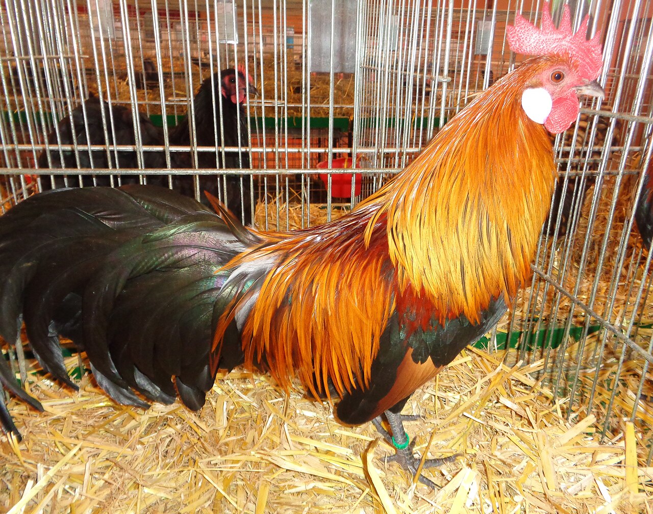 German bantam