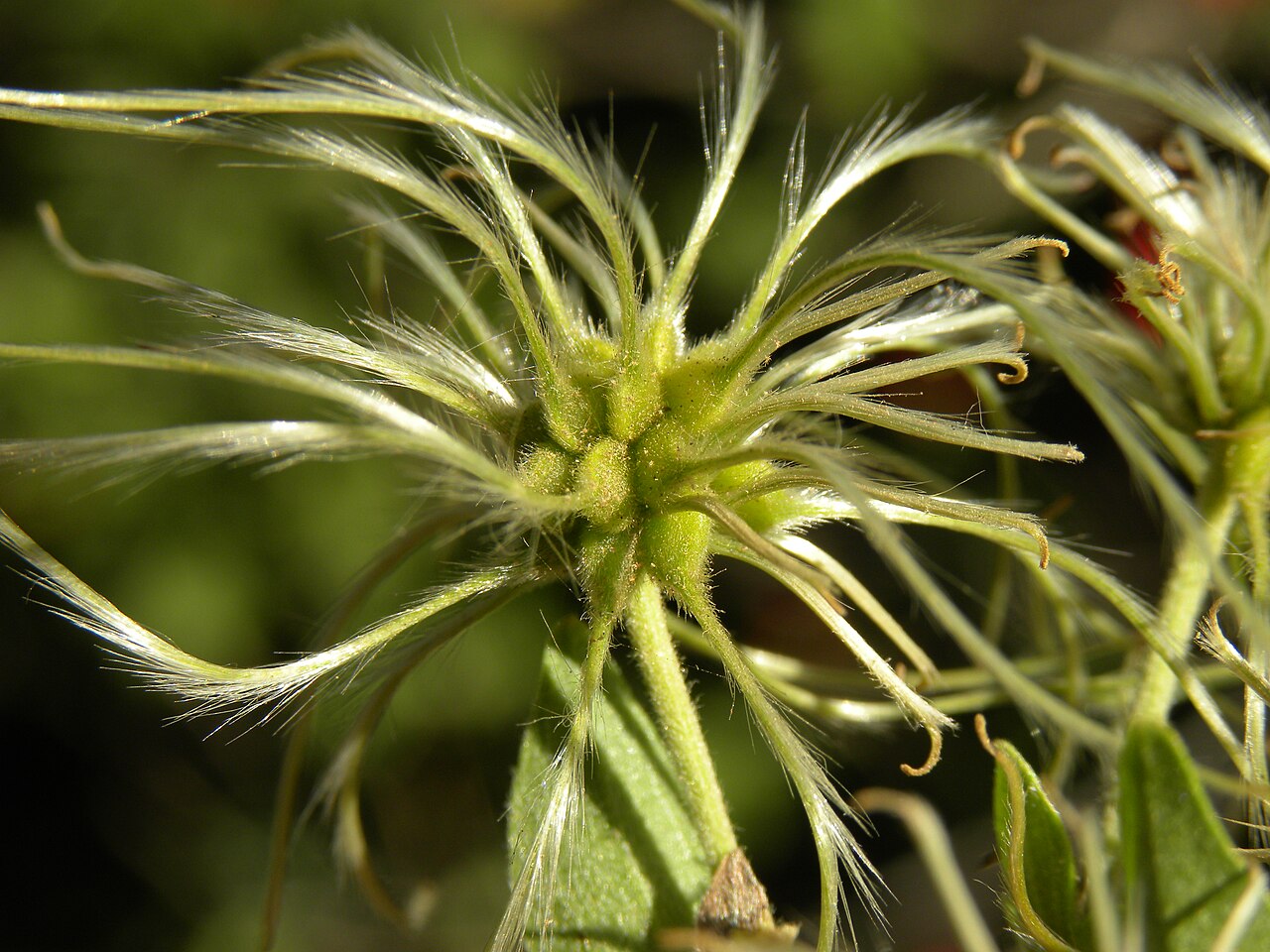 Clematis dioica