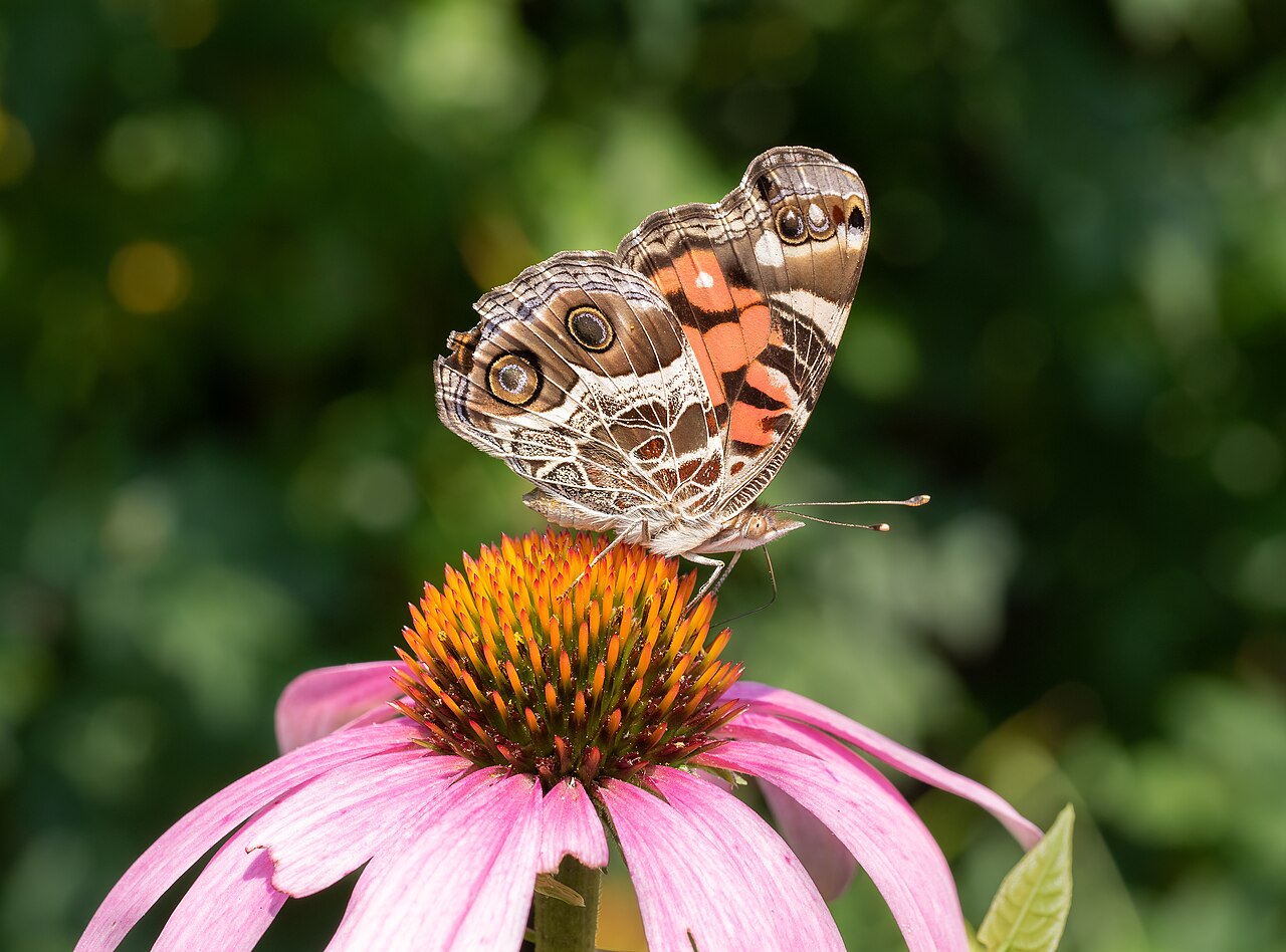 Echinacea purpurea