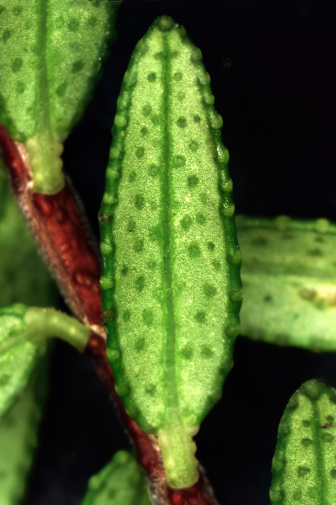 Agathosma ovata