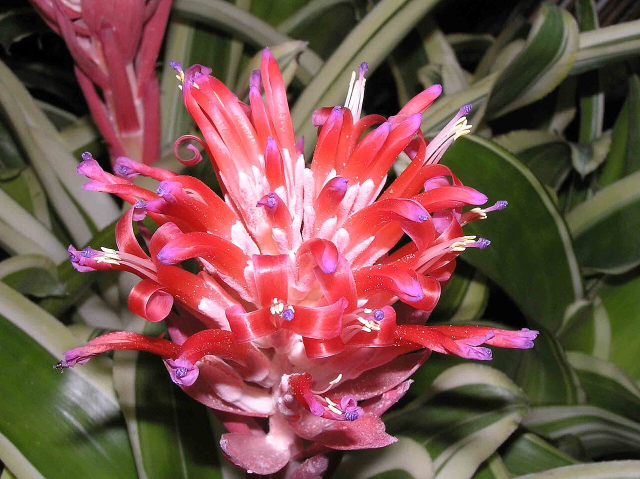 Billbergia variegata