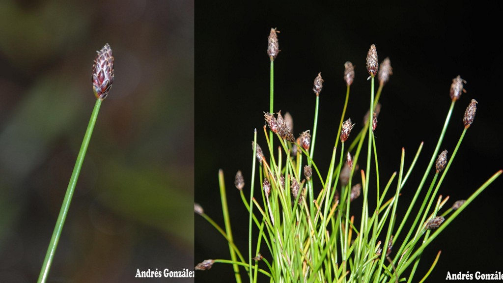 Eleocharis maculosa