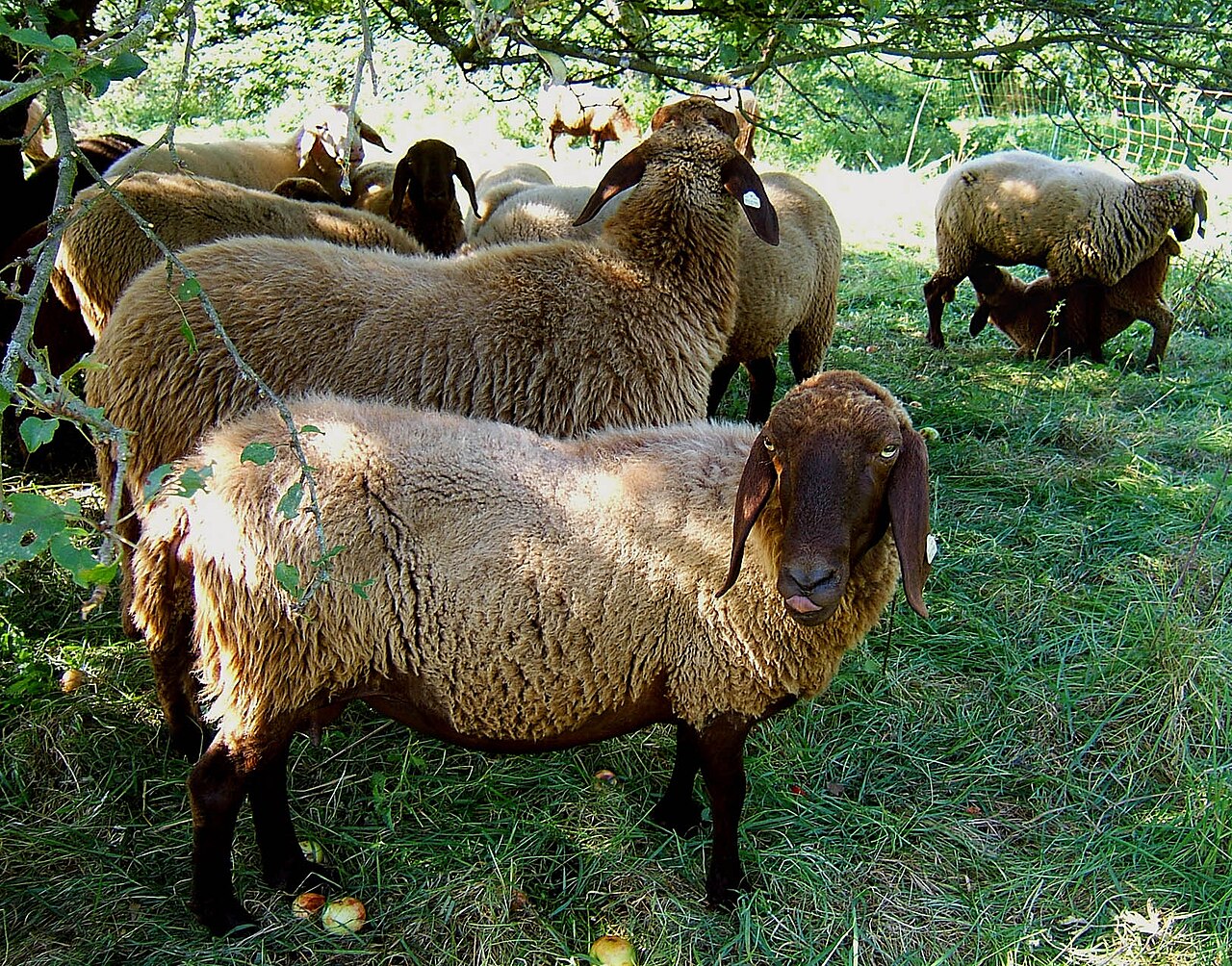 Braunes Bergschaf