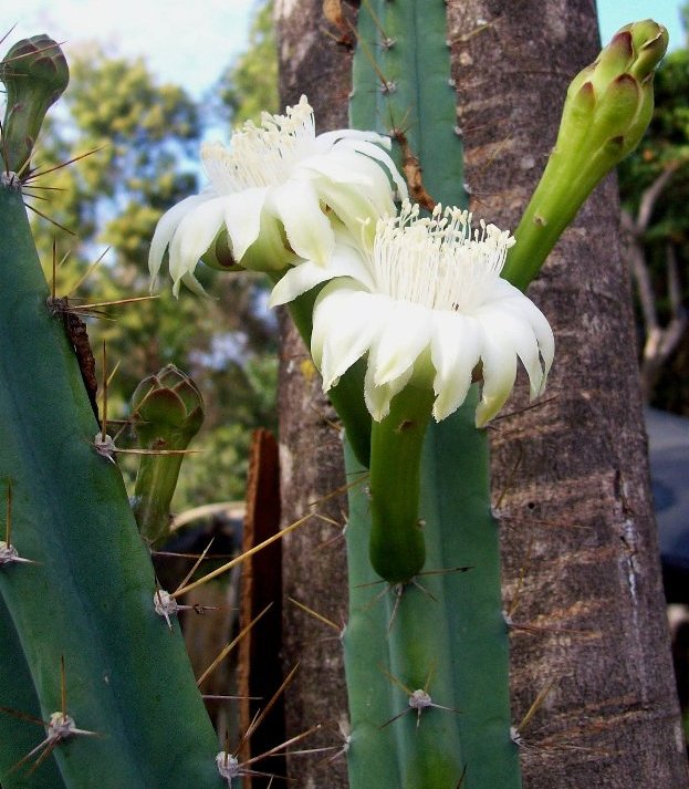 Cereus phatnospermus